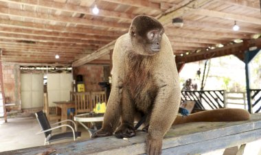 Ipaam resgata macaco-barrigudo mantido em um sítio na BR-174