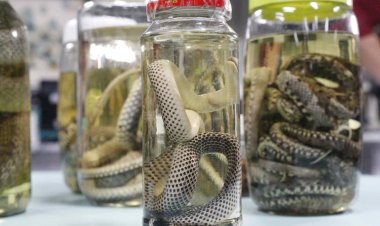 Amazonas atualiza dados sobre acidentes com animais peçonhentos