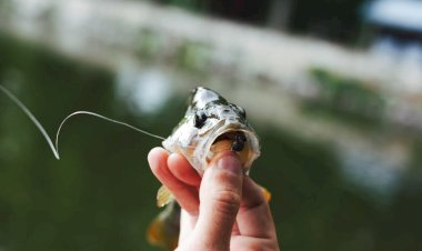 Em Tefé, MP investiga possível dano ambiental por pesca predatória em lagos de aldeia indígena
