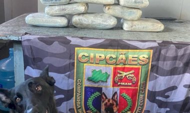 Base Arpão 2: Polícia encontra maconha do tipo skunk escondida em caixas com peixes e açaí