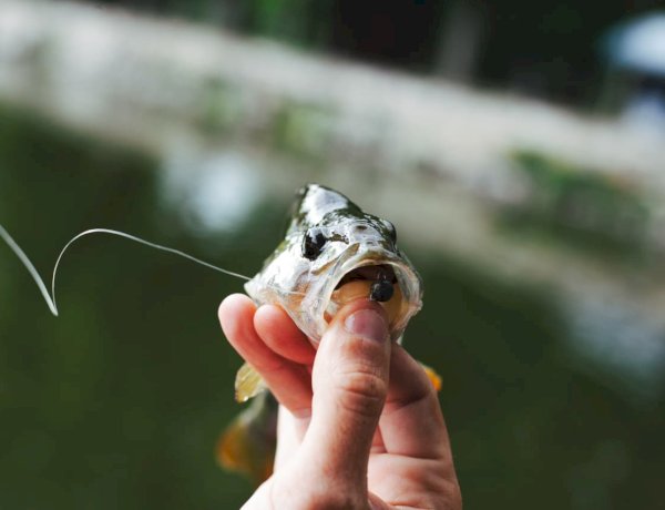 Em Tefé, MP investiga possível dano ambiental por pesca predatória em lagos de aldeia indígena