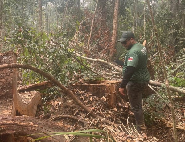 Ipaam encerra período de Defeso Florestal 2026 nesta sexta-feira em todo o estado
