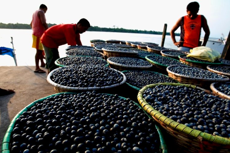 Programa está com chamada pública aberta para agricultores familiares do Amazonas