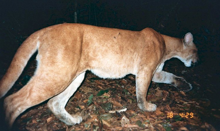 Brasil tem 3.299 espécies de animais e plantas ameaçadas