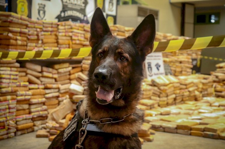 Cão Odin encontra 1 tonelada de droga em porão de barco