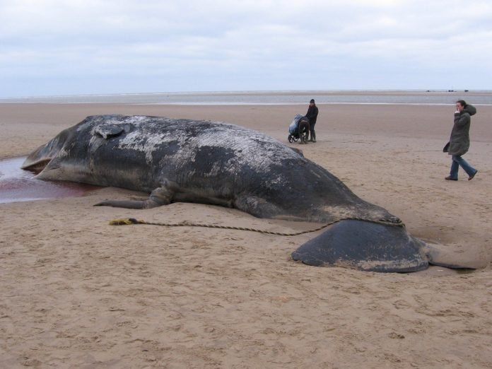 Baleias aparecem mortas na costa francesa