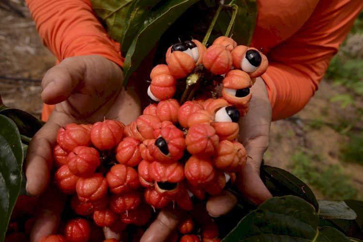 Produtores de guaraná no Amazonas adaptam entregas durante período de lockdown com ajuda da tecnologia