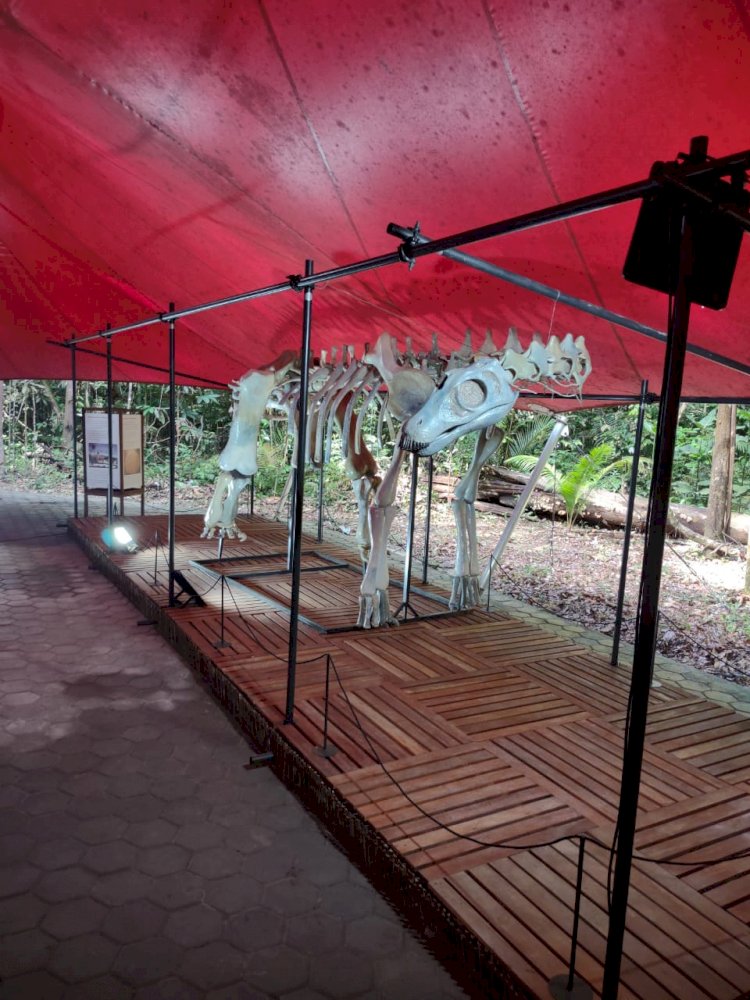 Musa inaugura exposição de fósseis da Amazônia