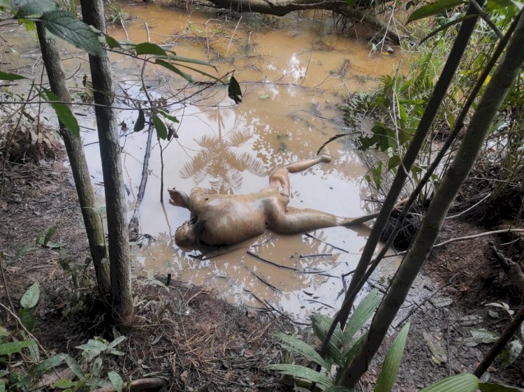 Corpo de mulher é encontrado em matagal em Iranduba