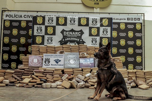 Denarc apreende 600 quilos de maconha do tipo skunk em Manacapuru