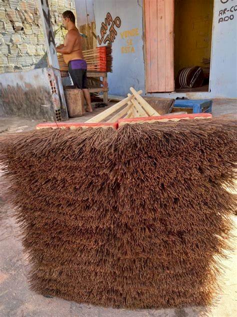 Wilson Lima inclui piaçava no programa estadual de subvenção aos extrativistas