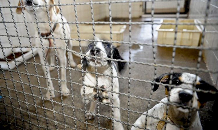 Registro de furtos de animais domésticos aumenta mais de 40% em 2020