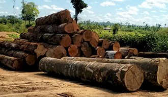 Ministra suspende processos na Justiça Federal que investigam extração ilegal de madeira no PA e no AM