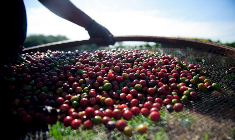 Quebra da safra e exportações devem elevar o preço do café em até 40%