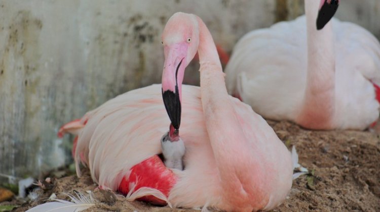 Ataque de onças mata 172 flamingos em parque de Foz do Iguaçu