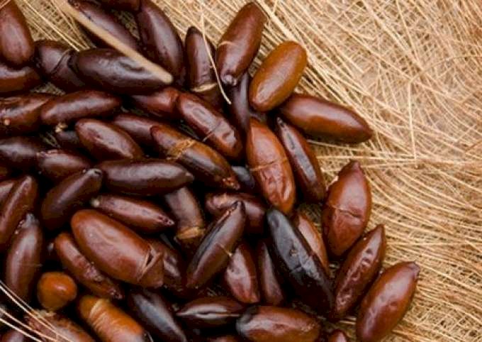 Comunidades extrativistas do Norte do Pará devem comercializar 10,5 toneladas de sementes de cumaru no mês de dezembro