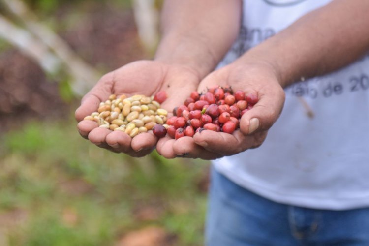 Deputado João Luiz destaca que suas emendas parlamentares fortificaram a agricultura no Estado do Amazonas