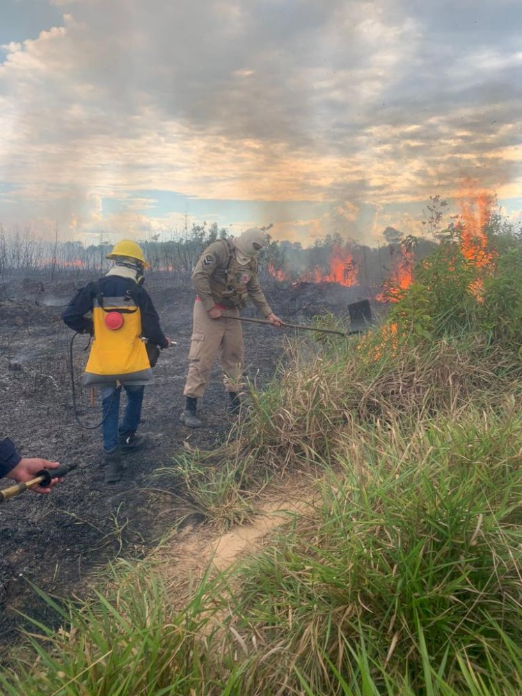 Mês de agosto apresenta queda de 42% nos focos de calor