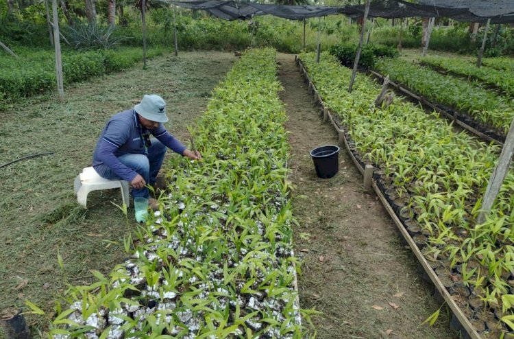 Idam entrega mudas de açaí e banana aos produtores de Parintins