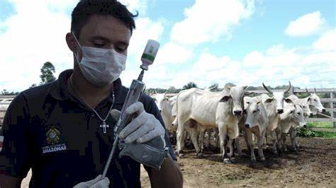 Vacinação contra febre aftosa é prorrogada pela segunda vez no Amazonas, anuncia Adaf