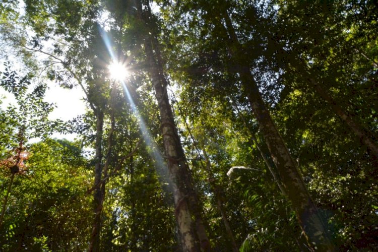 Inscrições para doutorado em Clima e Ambiente do Inpa/UEA seguem abertas