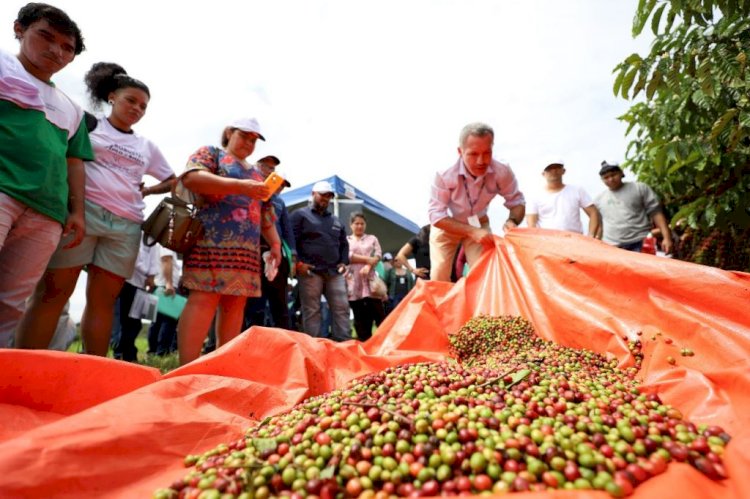 Com apoio do programa Agro Amazonas, produção do café no estado está em pleno crescimento