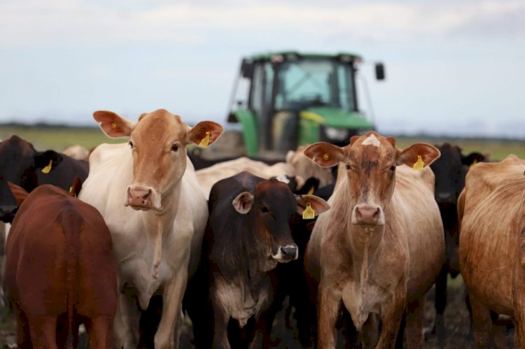 Sepror acompanha produção de gado e melhoramento de pastagem