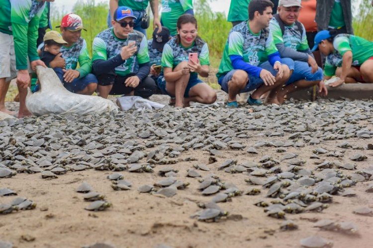 Área de Proteção Ambiental (APA) Nhamundá realiza soltura de mais de 65 mil quelônios