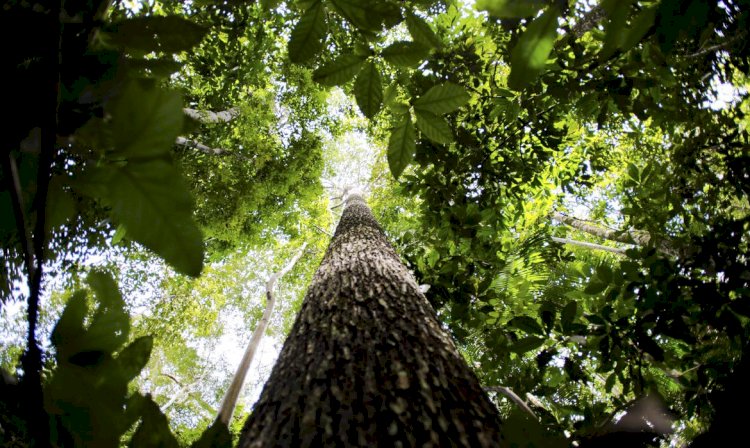 Plano contra desmatamento na Amazônia recebe sugestões até dia 26