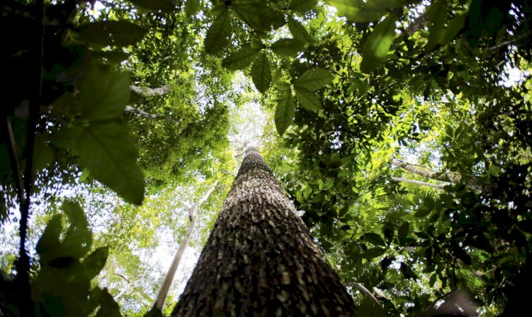 Alertas de desmatamento na Amazônia caem 68% em abril