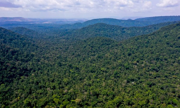 Desmatamento na Amazônia cai 31? janeiro a maio