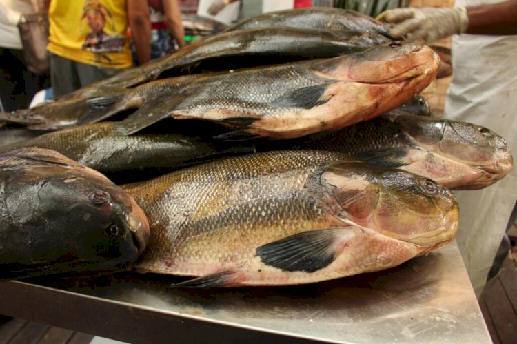 Adaf e órgãos de pesquisa, meio ambiente e saúde discutem ações relacionadas à contaminação de pescado por mercúrio