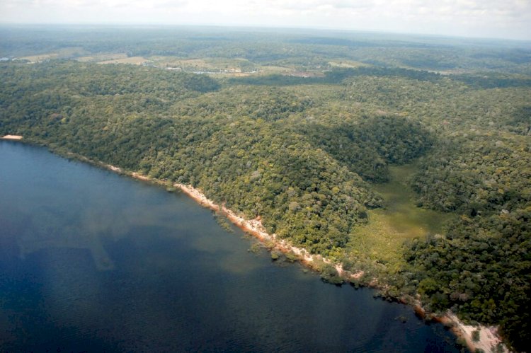 Desmatamento no Amazonas tem queda de 55% no primeiro semestre de 2023