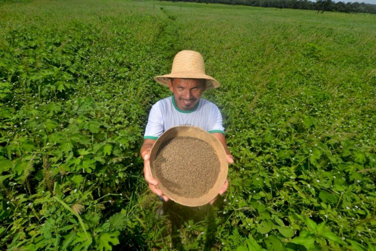 Governo do Amazonas investe R$ 1,8 milhão no desenvolvimento de produção de sementes de malva