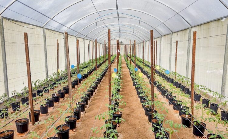Pesquisa apoiada pelo Governo do AM aplica sistema tecnológico no cultivo de hortaliças e tomates