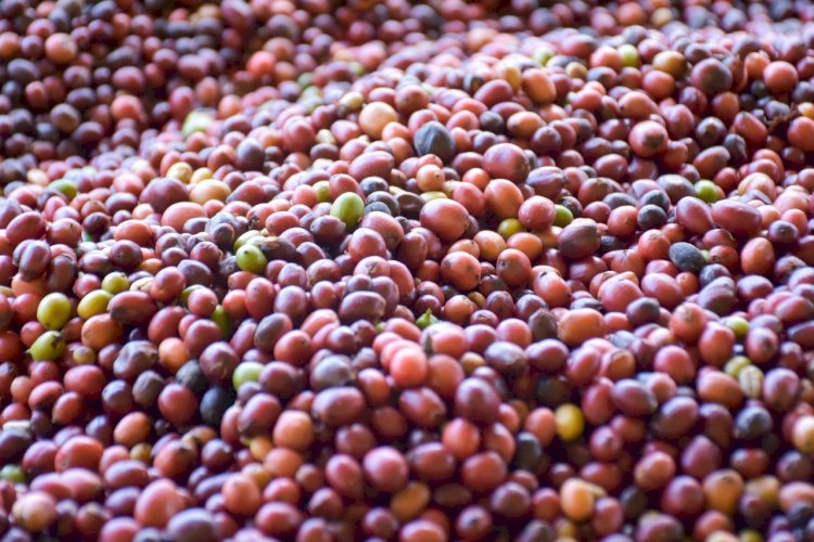 No Dia Internacional do Café, cafeicultores afirmam como as emendas parlamentares do deputado João Luiz tem mudado a vida de famílias no Amazonas