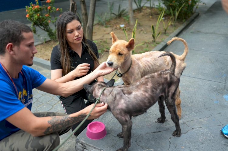 Amazonas poderá ter campanhas de proteção animal nos veículos de transportes públicos, garante PL de Joana Darc