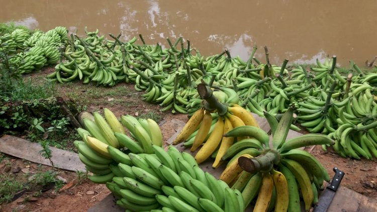 Idam orienta agricultores familiares sobre a Sigatoka Negra nas lavouras de banana no Amazonas