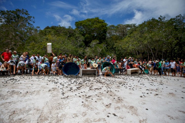 Mais de 25 mil filhotes de quelônios são devolvidos à natureza na RDS do Uatumã