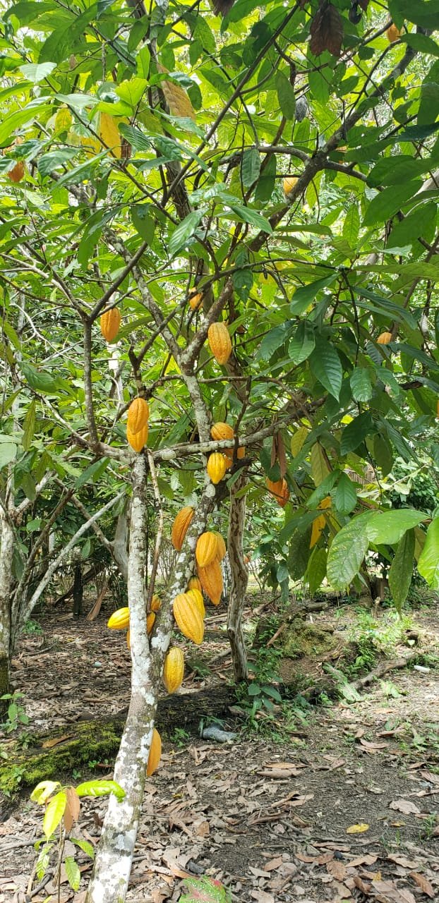 Para elevar produção de cacau no Amazonas, Idam vai distribuir 400 mil sementes da fruta