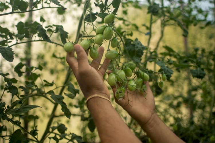Chamada Elos da Amazônia 2024 impulsiona empreendedorismo indígena científico
