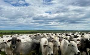 Cuidar bem da saúde é lucro na pecuária e o controle de parasitas é chave para a produtividade