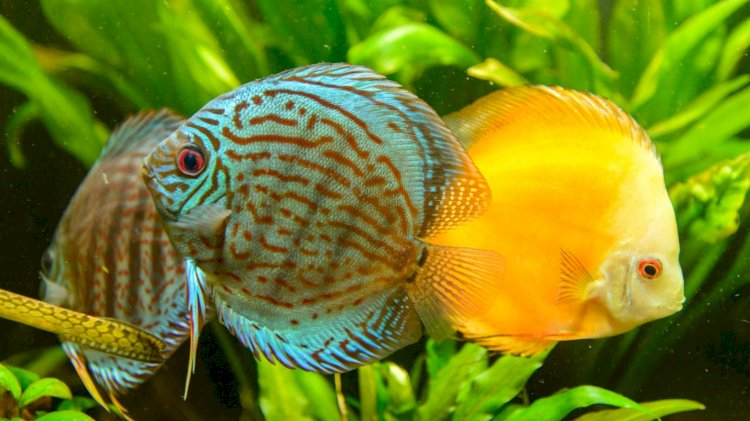 Exportação de peixes ornamentais depende de licenciamento ambiental, alerta Ipaam