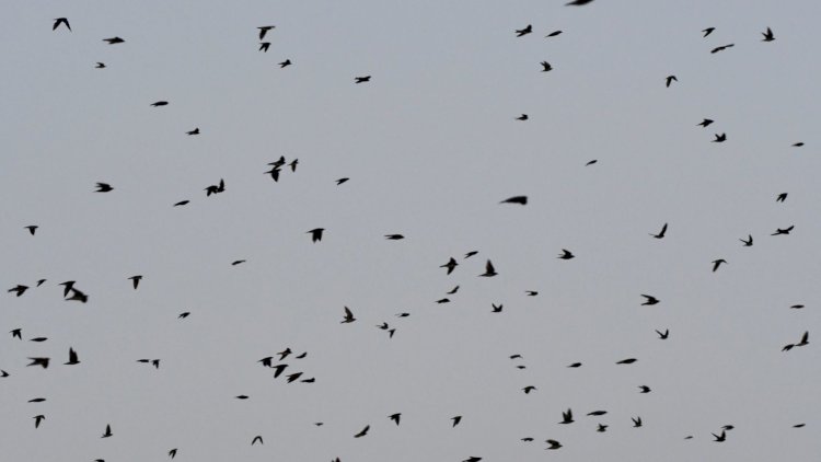 Radar meteorológico flagra espiral de 422 mil andorinhas sobre a Amazônia