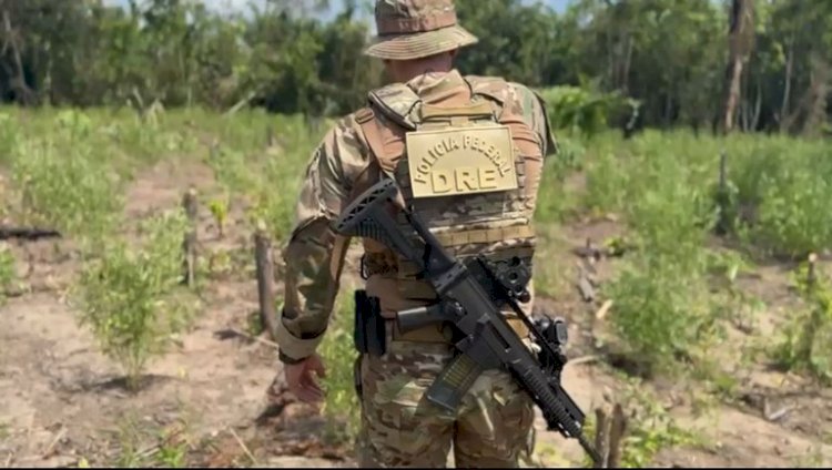 PF deflagra operação para combater o cultivo ilegal de maconha no interior do Amazonas