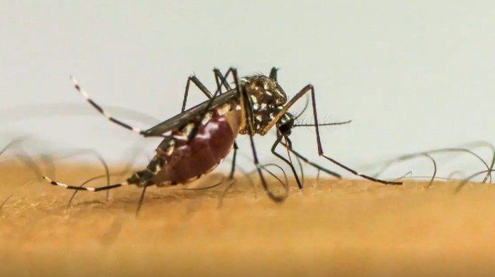 Infecções por Aedes aegypti elevam risco de complicações no parto