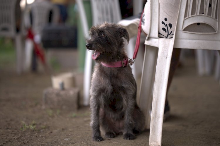 Sepet inicia agendamento de castrações gratuitas na zona leste de Manaus