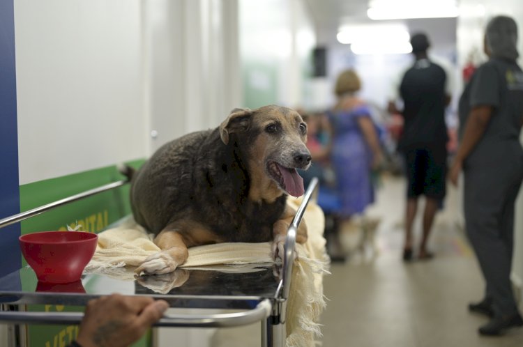 Hospital Público Veterinário do Amazonas registra mais de 23 mil procedimentos em um mês
