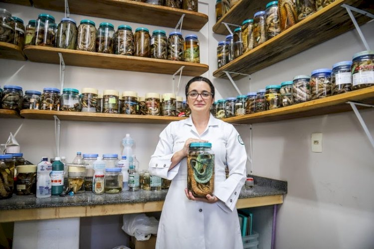 Professora da Universidade do Estado do Amazonas é reconhecida no prêmio Para Mulheres na Ciência por pesquisa sobre tratamento de acidentes com jararacas