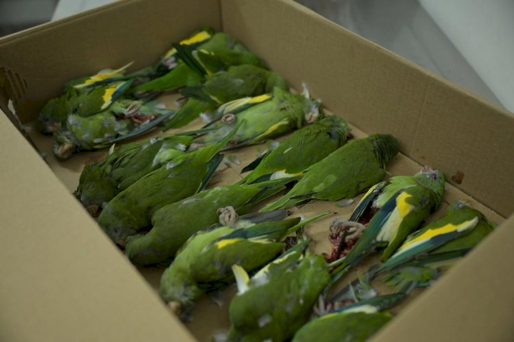 Secretaria de Estado de Proteção Animal resgata aves atropeladas em Manaus